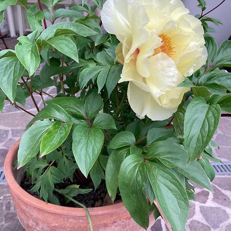 La Casona B&B San Michele allʼAdige エクステリア 写真