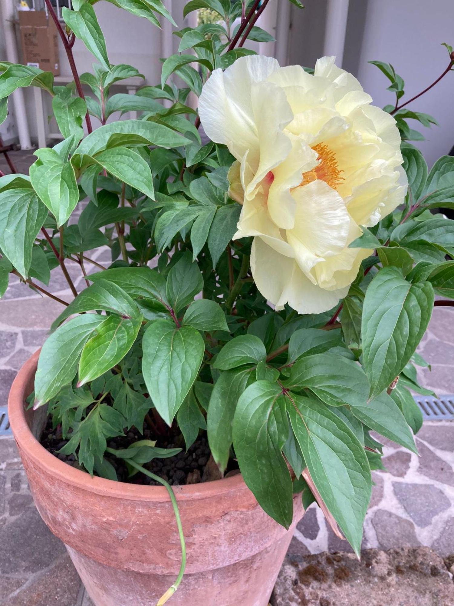 La Casona B&B San Michele allʼAdige エクステリア 写真